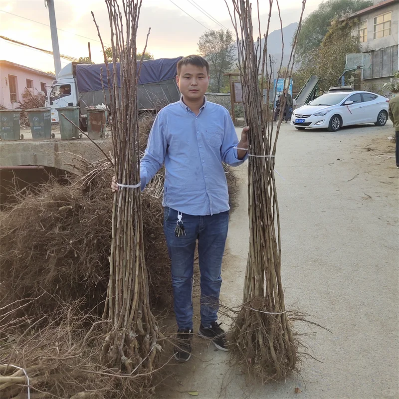 阳丰柿子苗