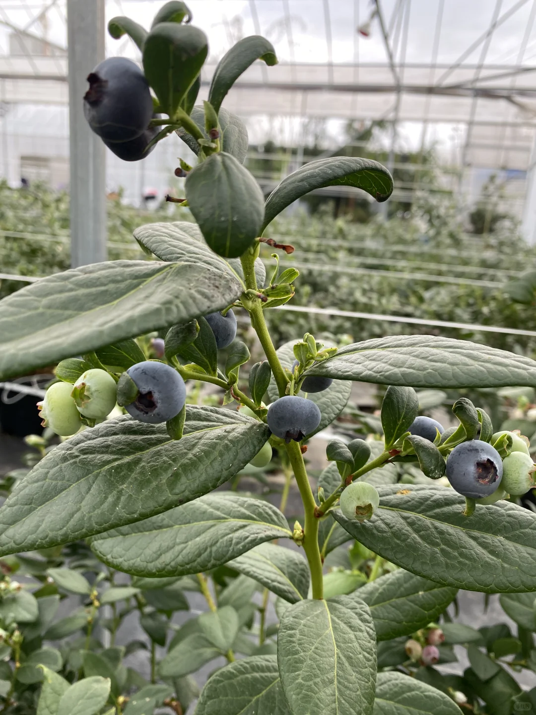 电商平台供货！蓝莓资质齐全可上架