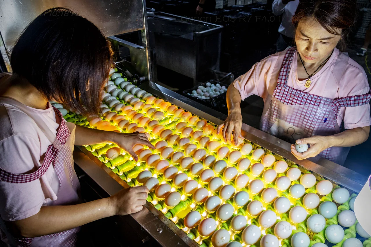 滑县牛屯镇：小鸭蛋做成大产业丨河南安阳