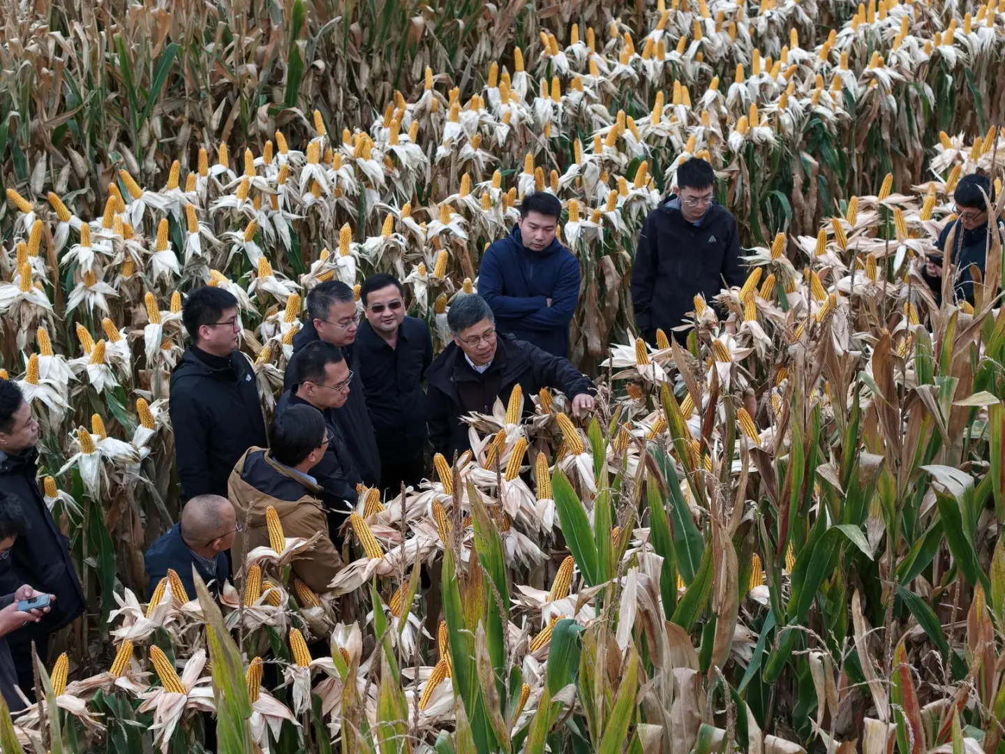 玉米亩产过1800公斤了……