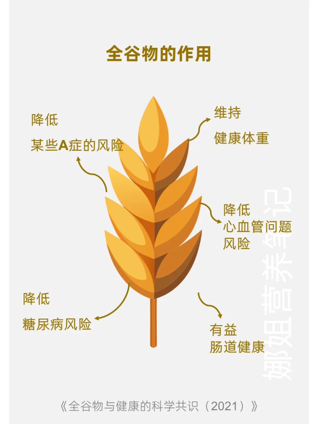 每天学点营养学——全谷物