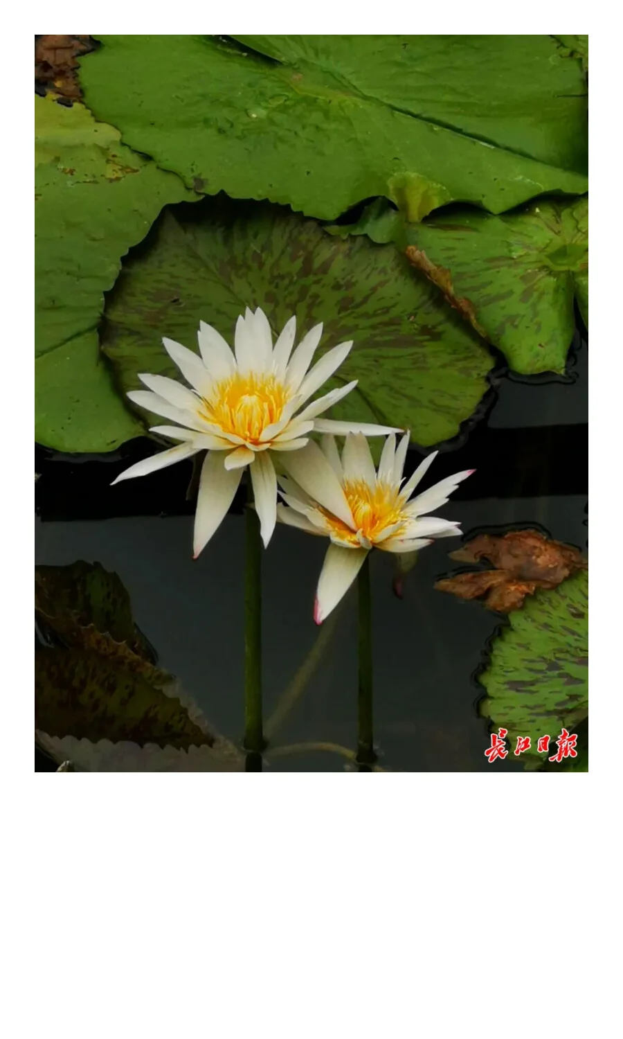 水生植物对污染水体修复的研究进展