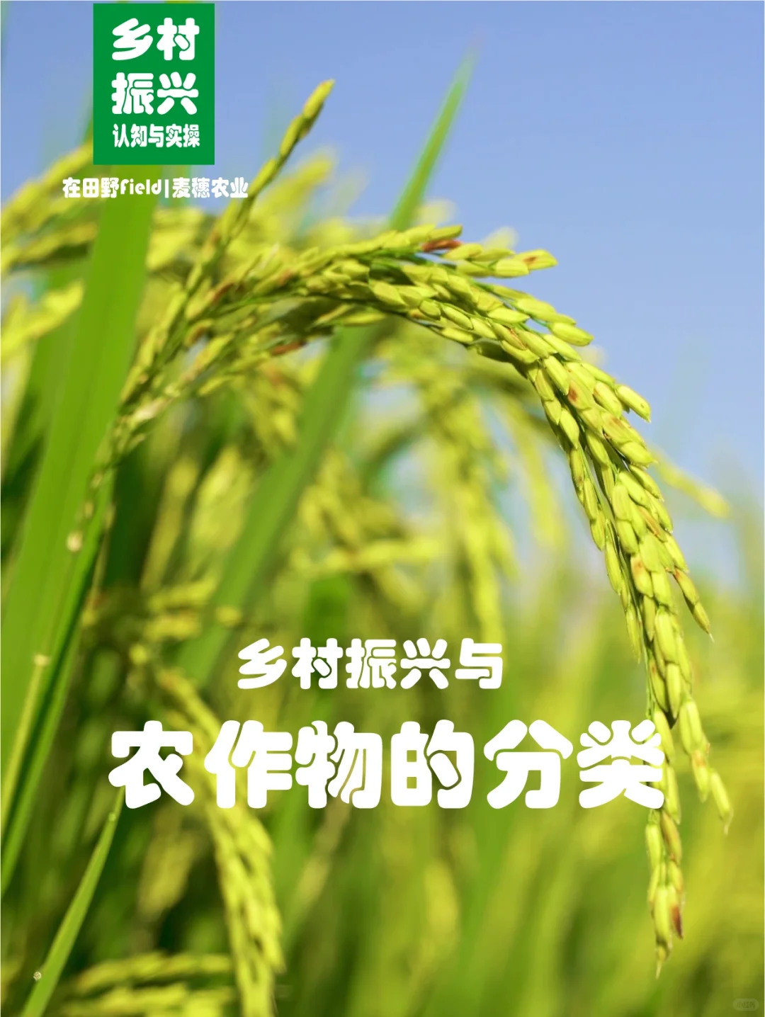 助力乡村振兴｜了解农作物的分类