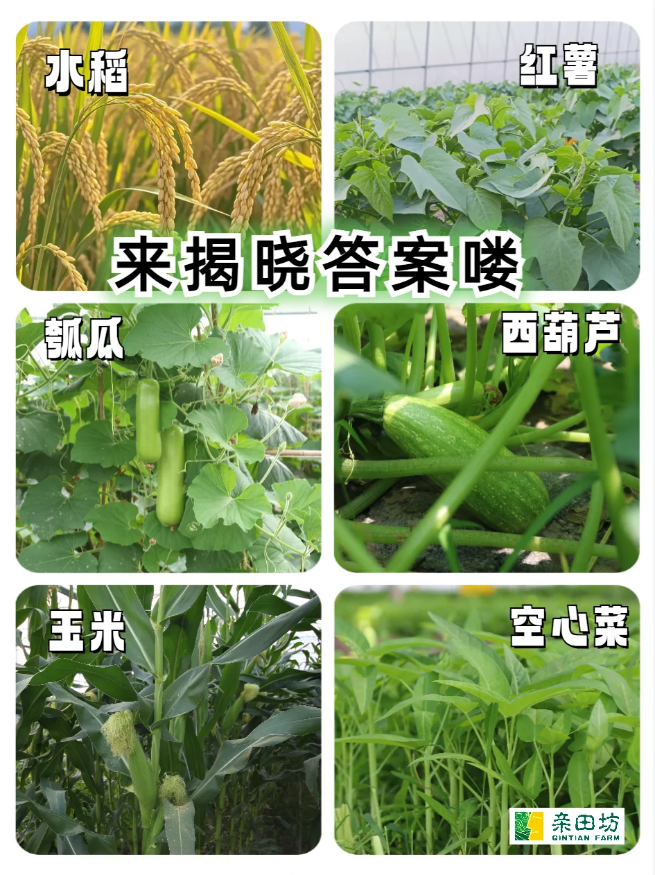自然课堂︳你家孩子能区分哪些农作物？