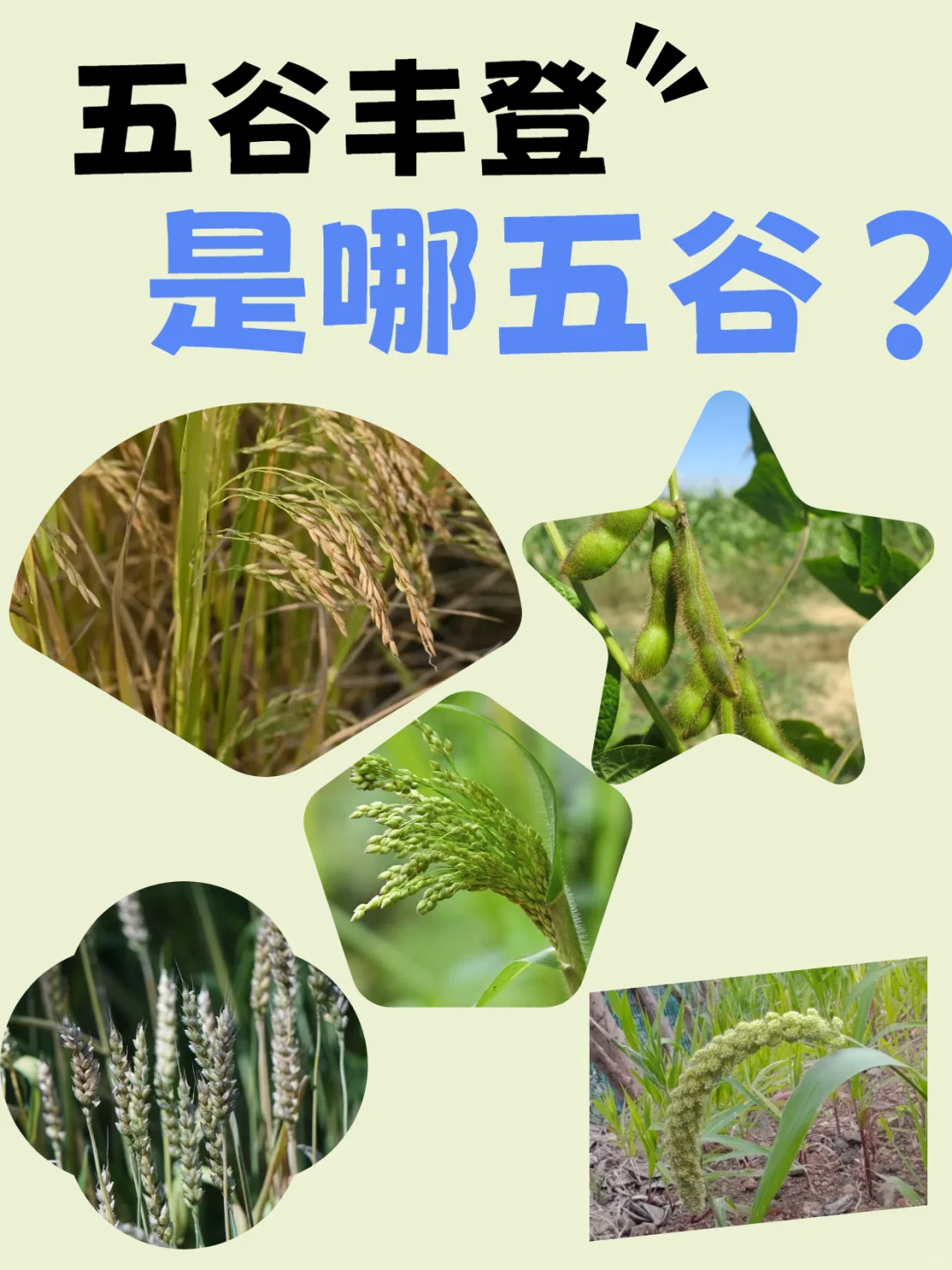 五谷丰登是哪“五谷”？