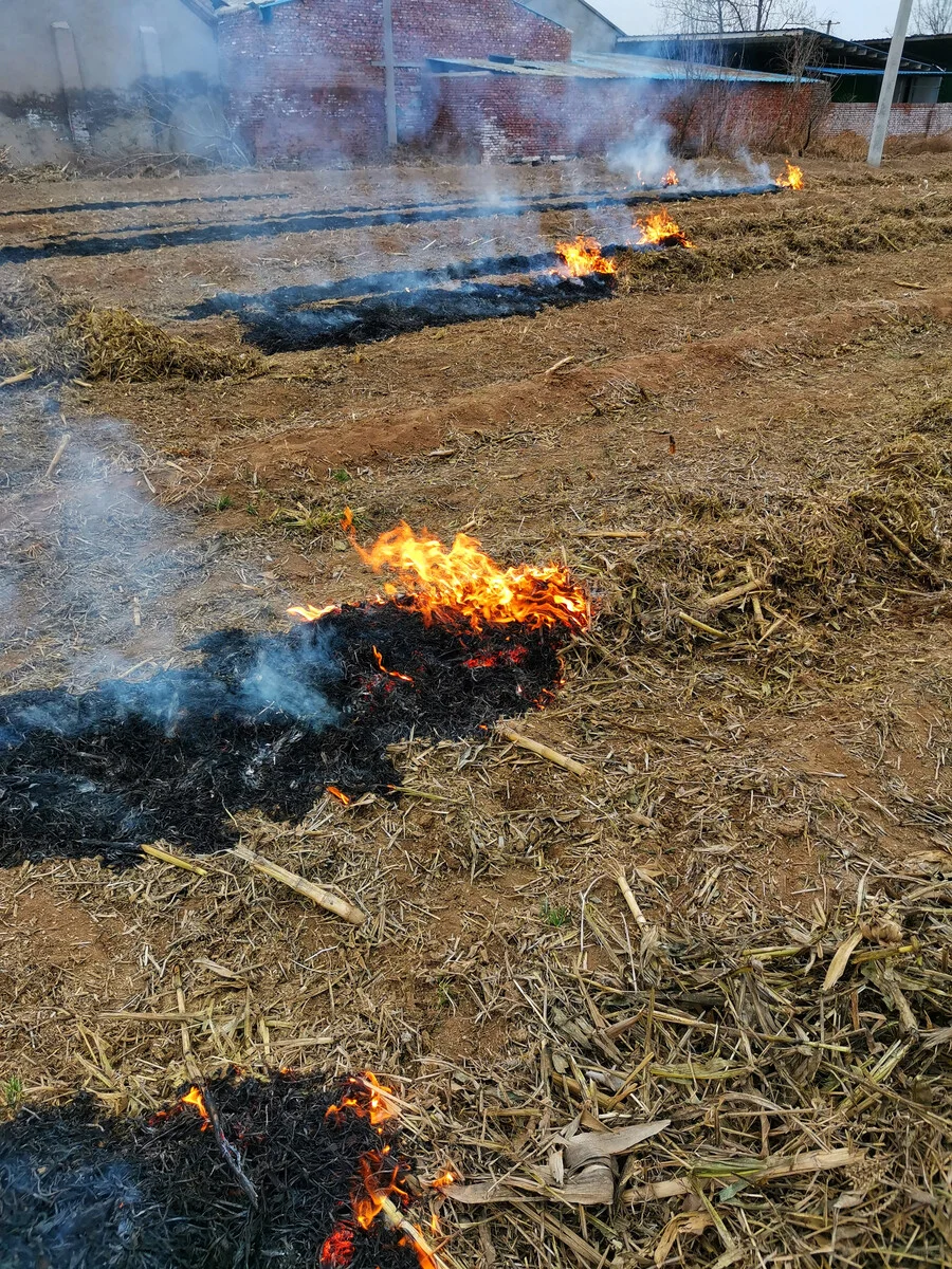 焚烧秸秆：增肥与污染的两面性探讨