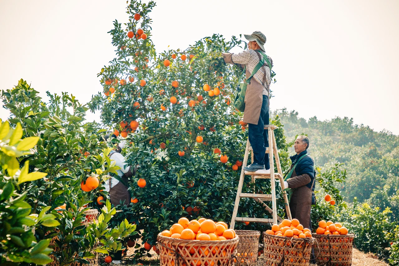 果农眼中的农夫山泉原来是这样的?