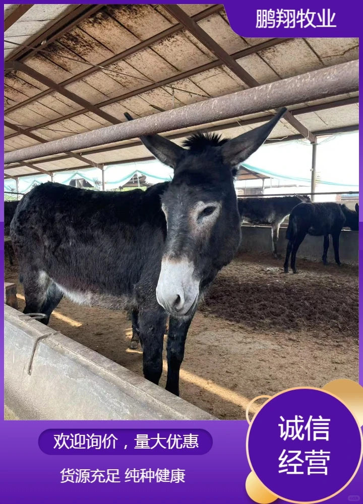 鹏翔牧业肉驴