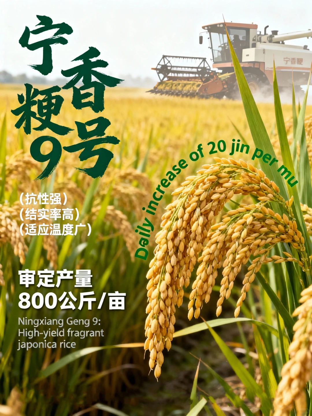 东台大米40年的丰收演变