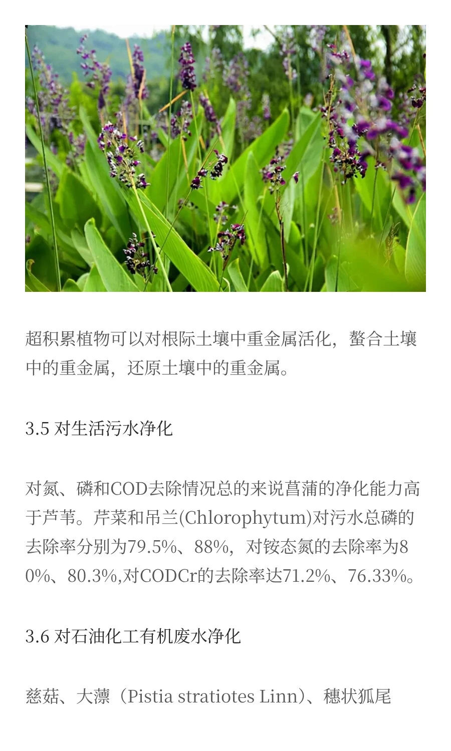 水生植物对污染水体修复的研究进展