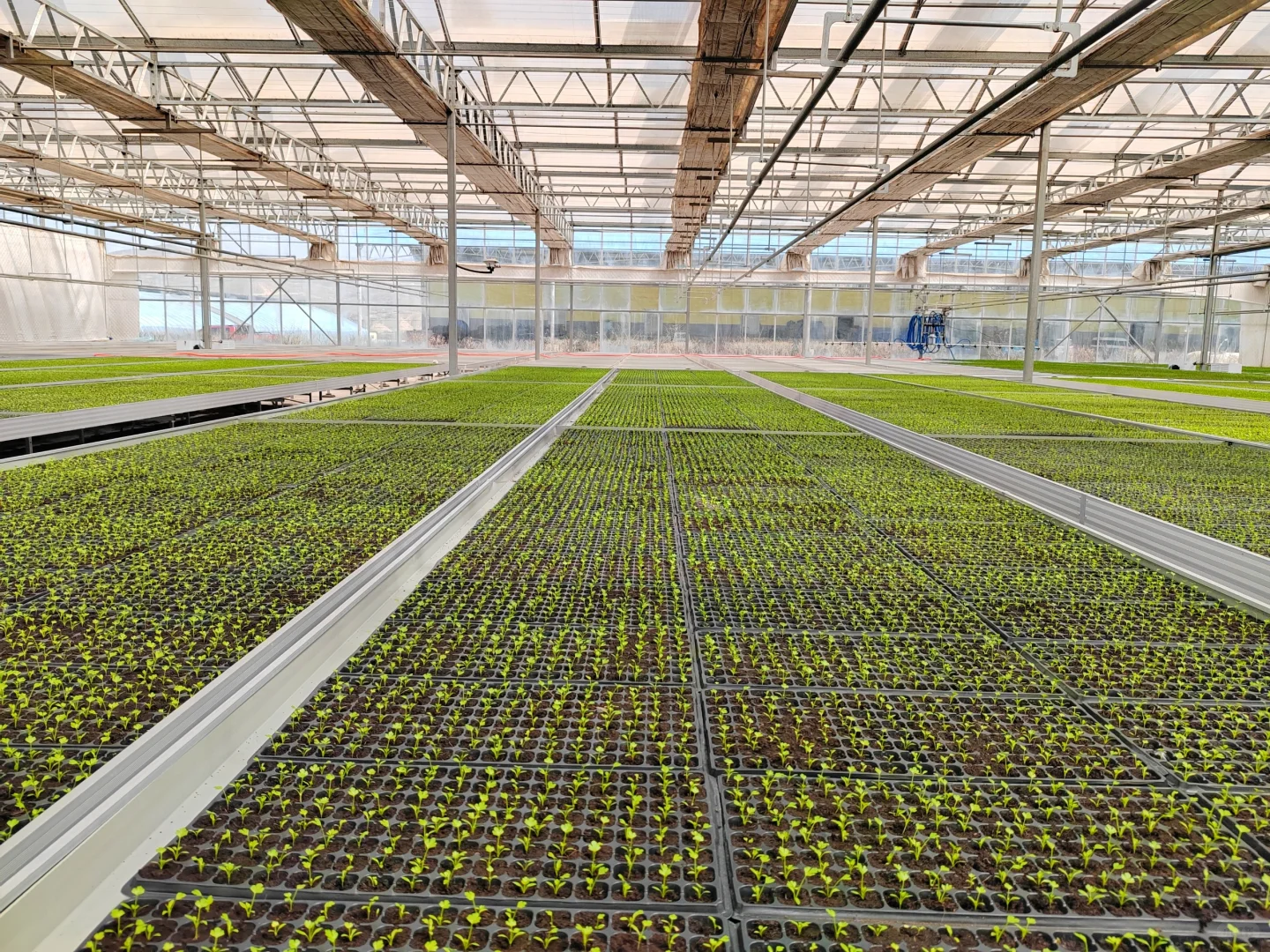 智能温室工厂化育苗