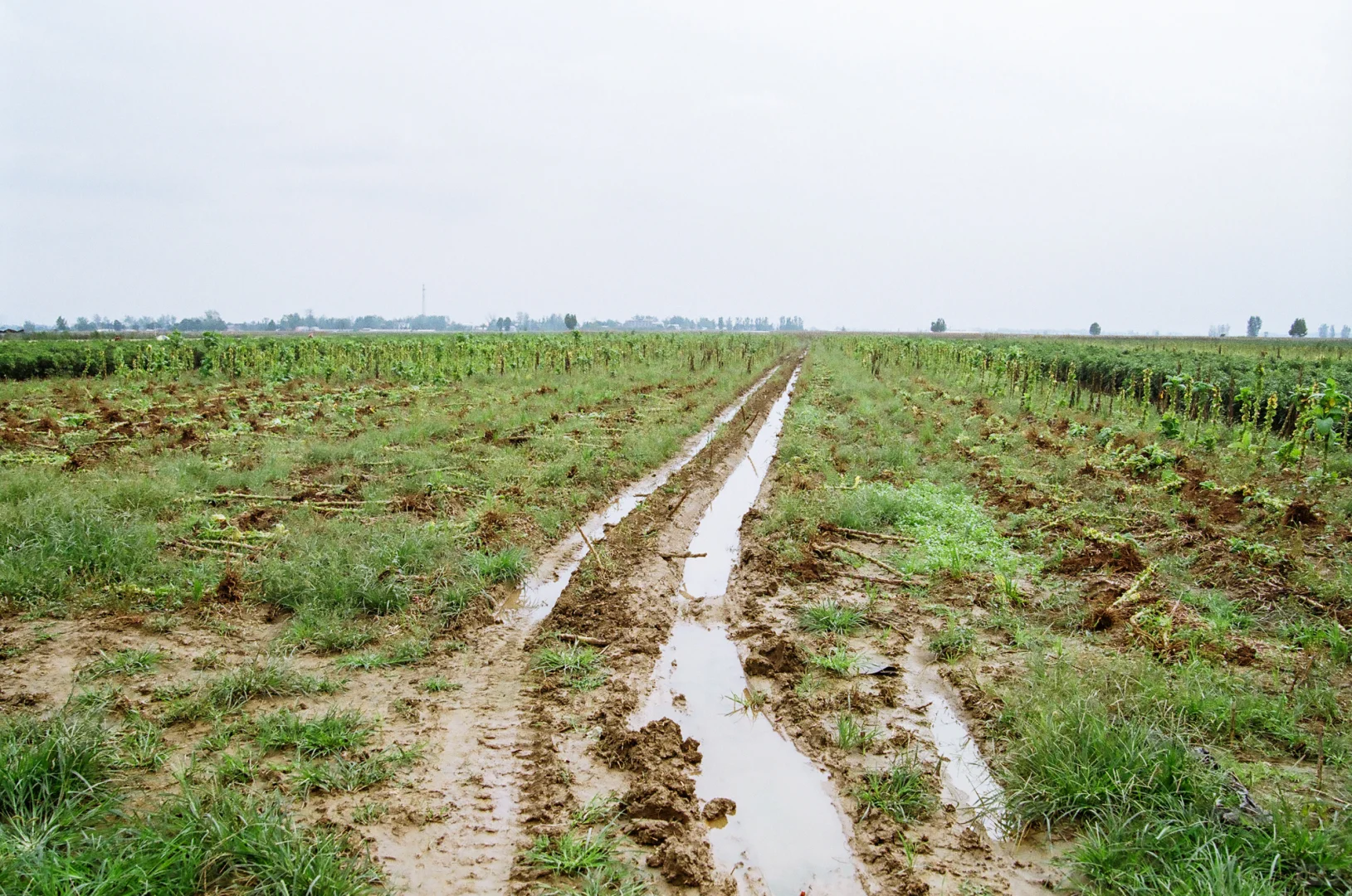 研岗村：河南漯河临颍县小村庄的秋天