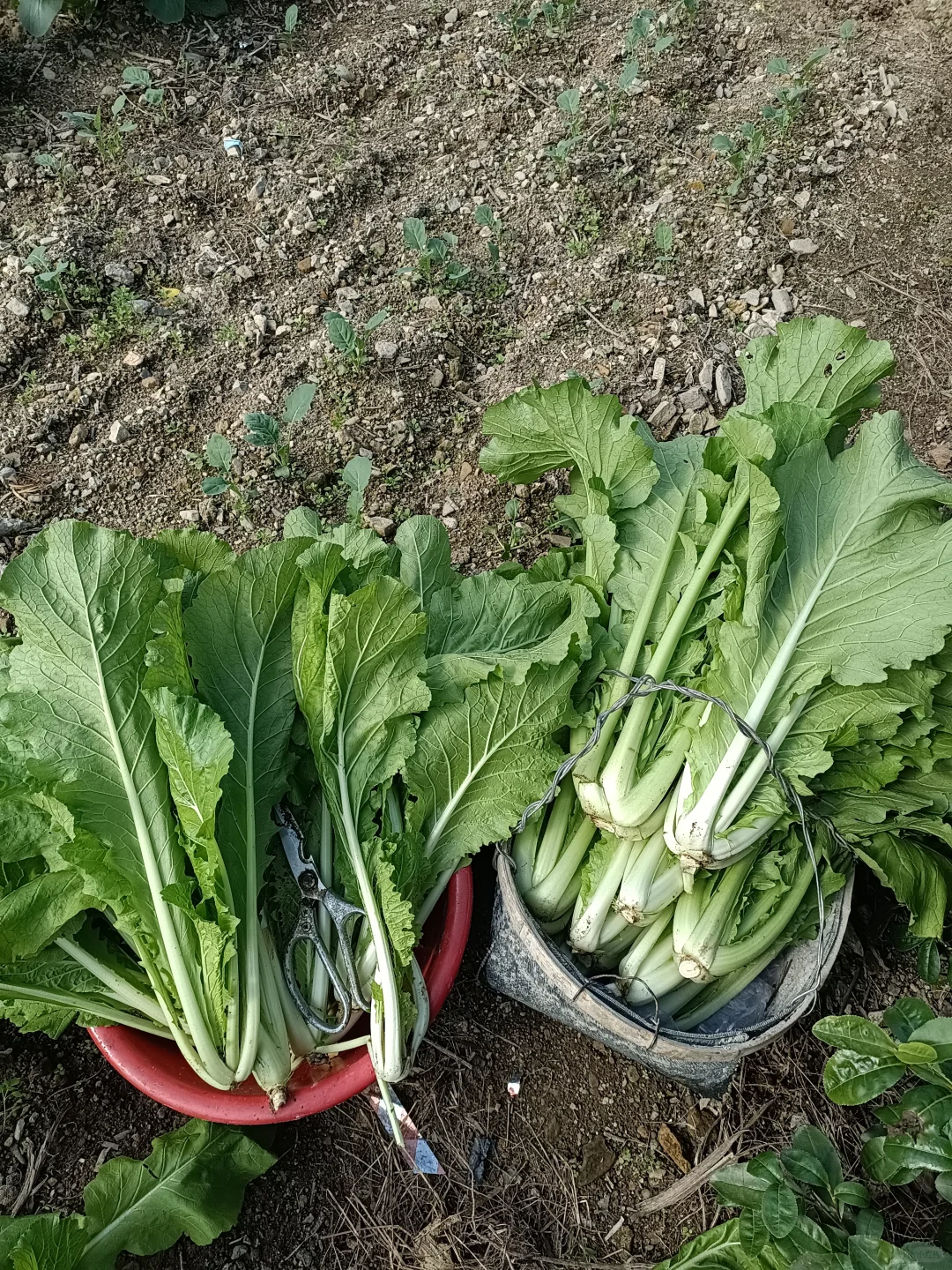 买种子送的快菜种子种出了超级大颗的菜