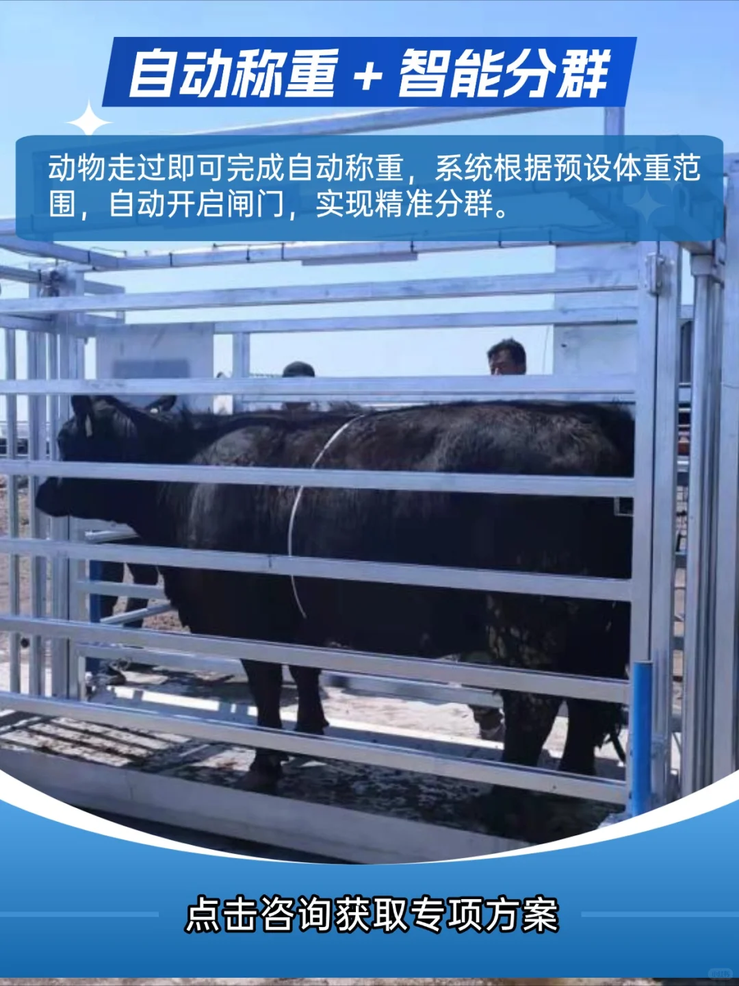 科技牧场 | 智能称重分群，效率安全双提升