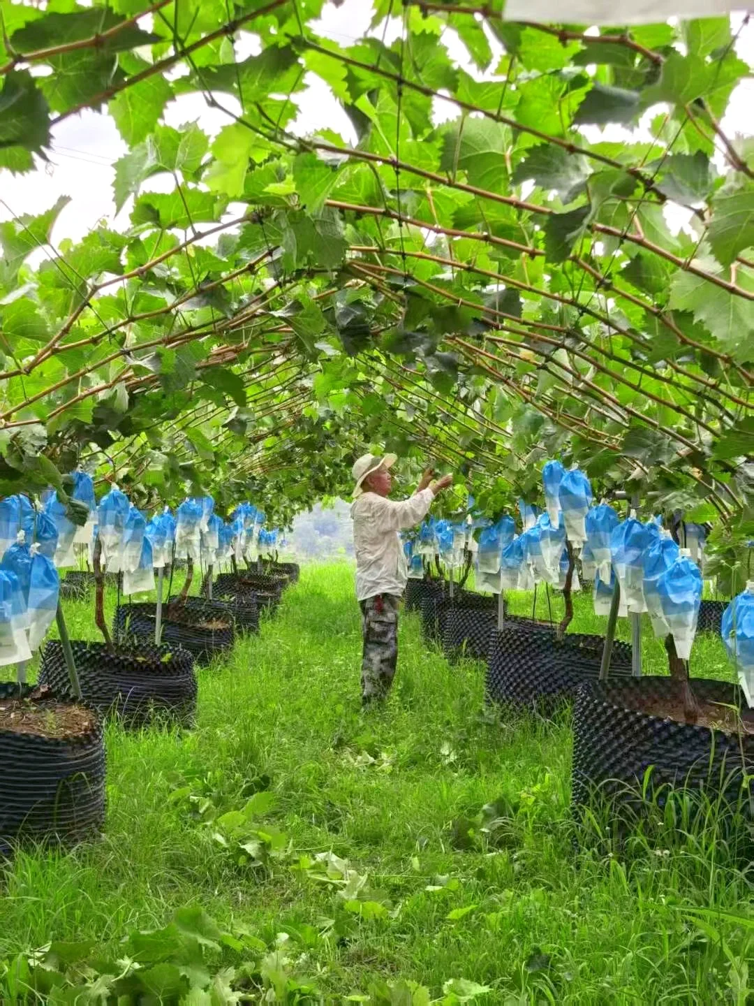 山沟沟里，有一亩葡萄园