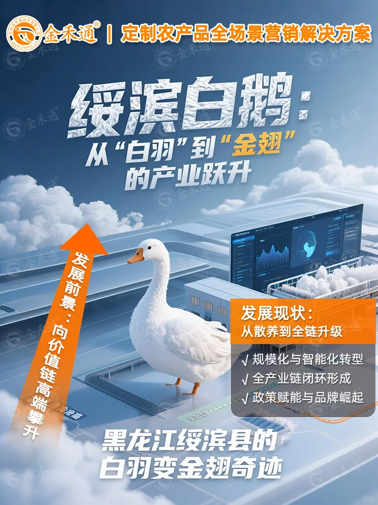 绥滨白鹅:从“白羽”到“金翅”的产业跃升