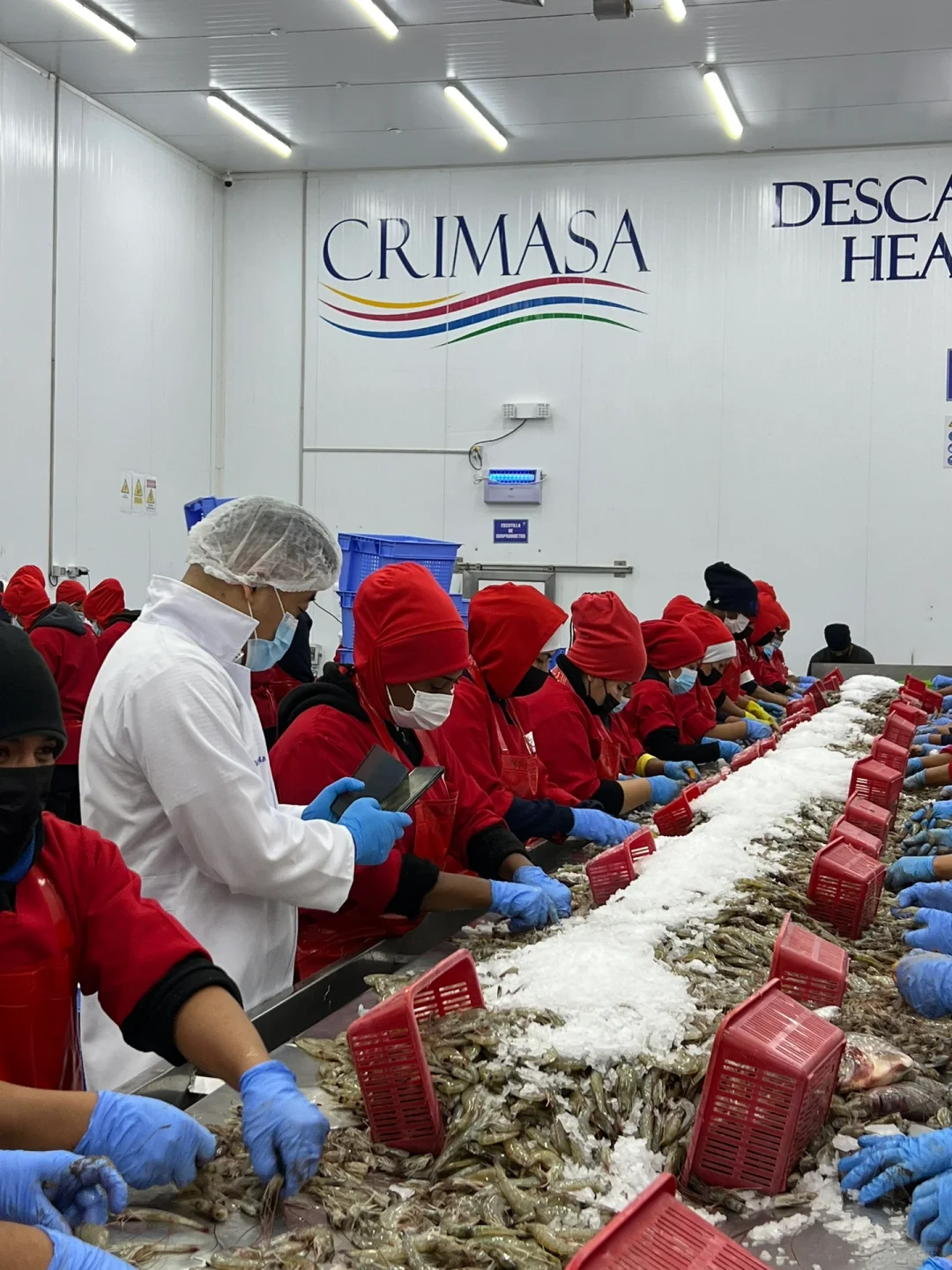 厄瓜多尔Crimasa对虾工厂考察