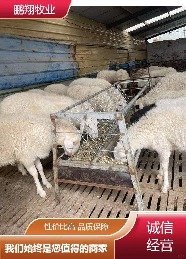 鹏翔牧业羊羔