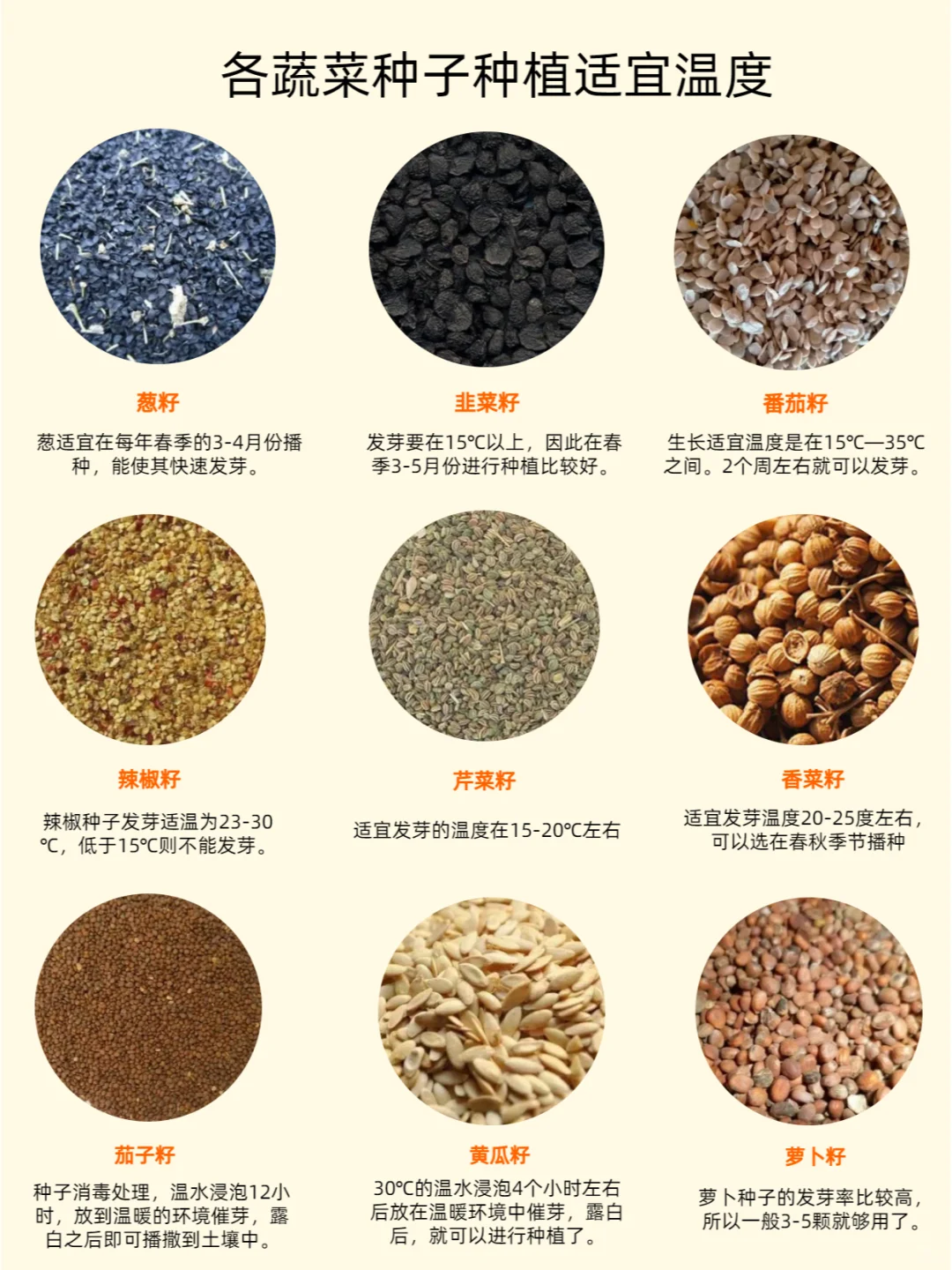 蔬菜种子种植