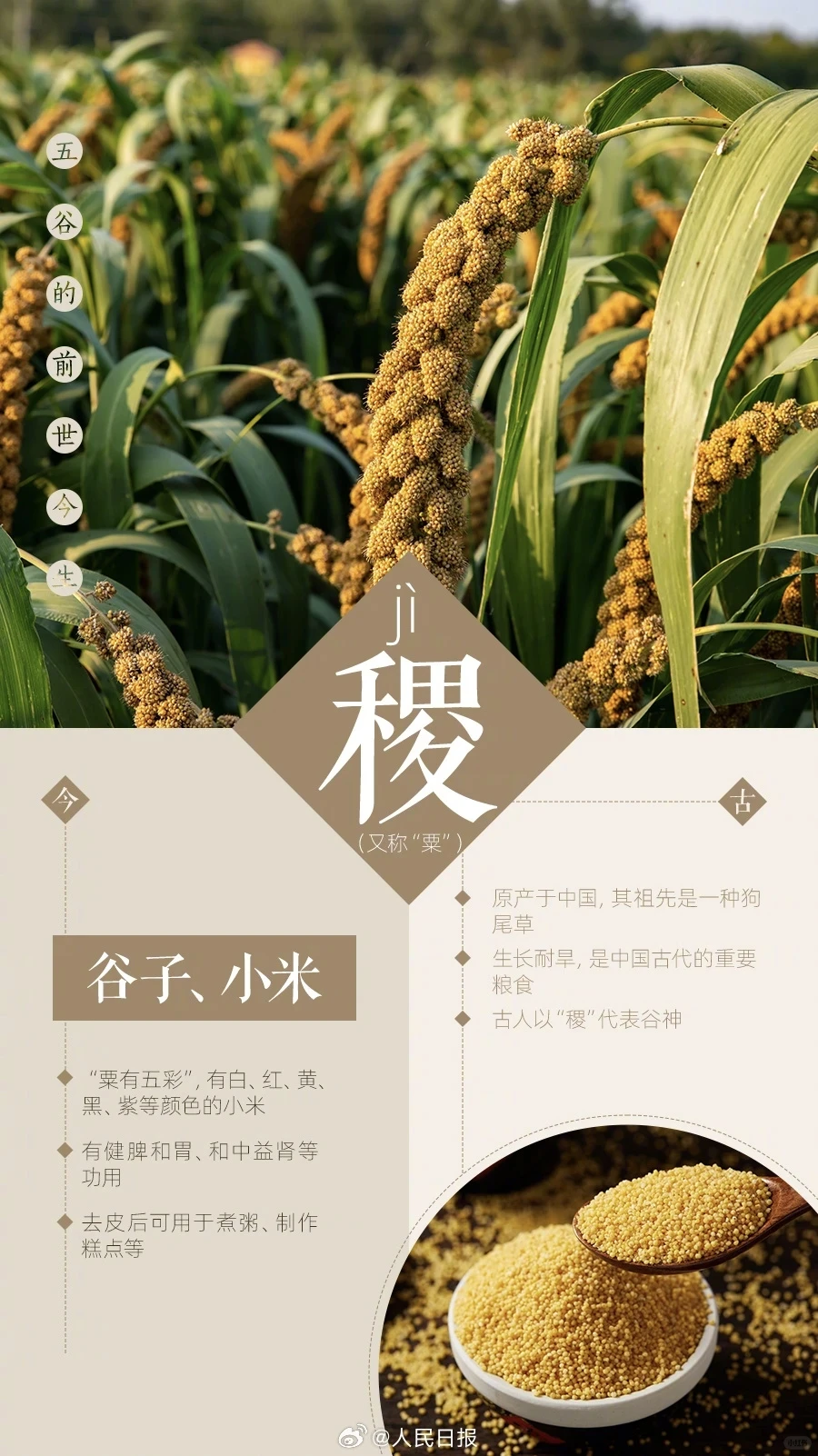 你知道五谷都有哪些吗？