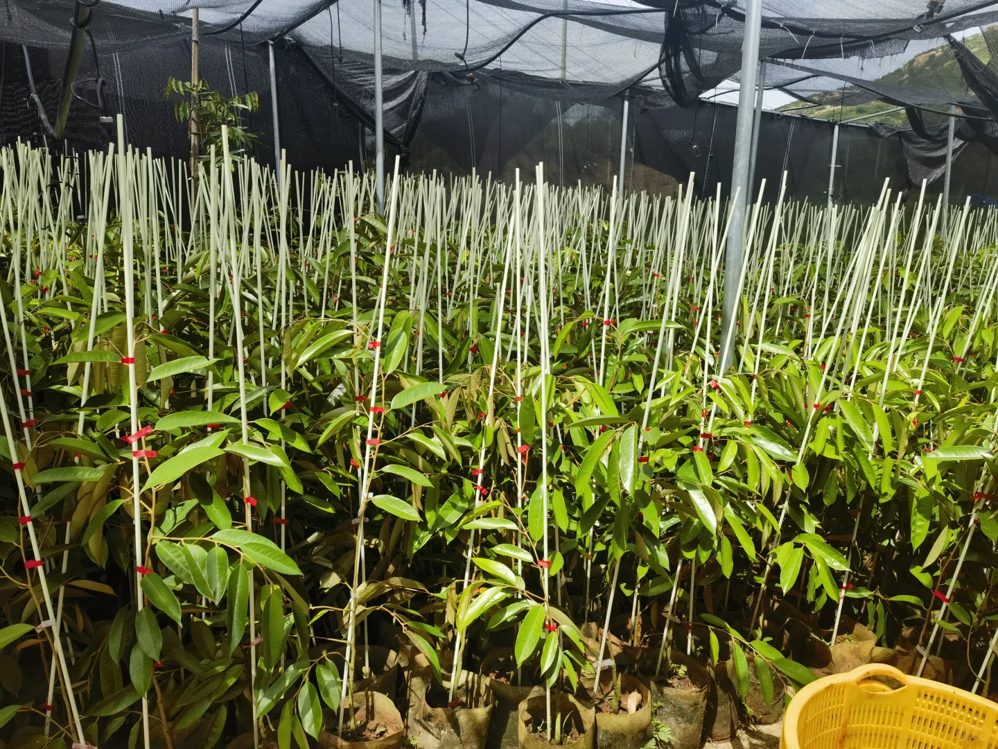 海南农场招人啦