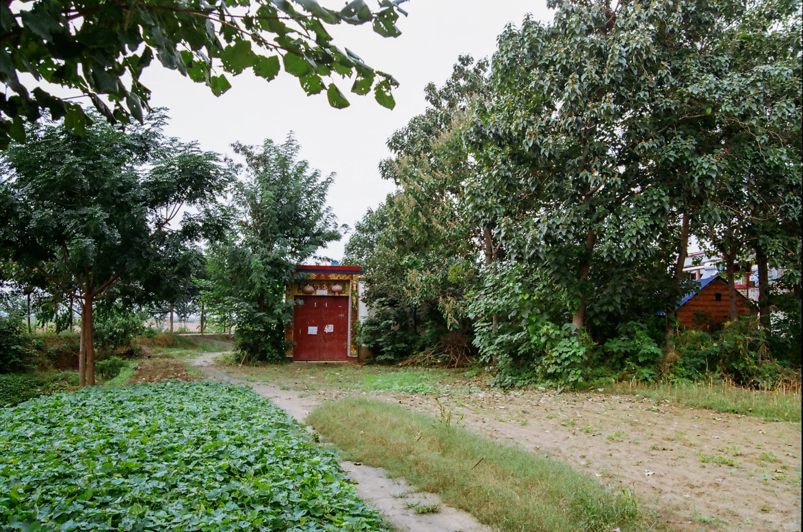 研岗村：河南漯河临颍县小村庄的秋天