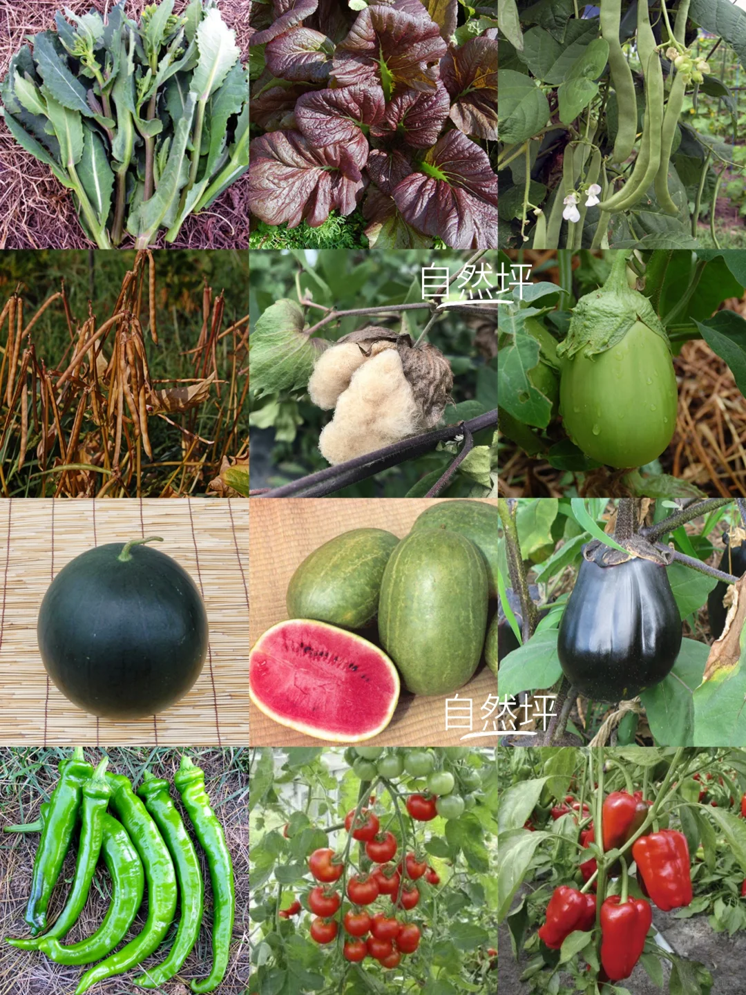 珍惜种子！