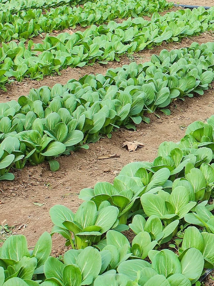 9月种菜黄金期,种上这些,秋冬不愁没菜吃