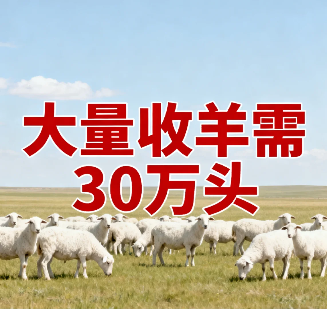 需30万头活羊，上门拉货量大从优