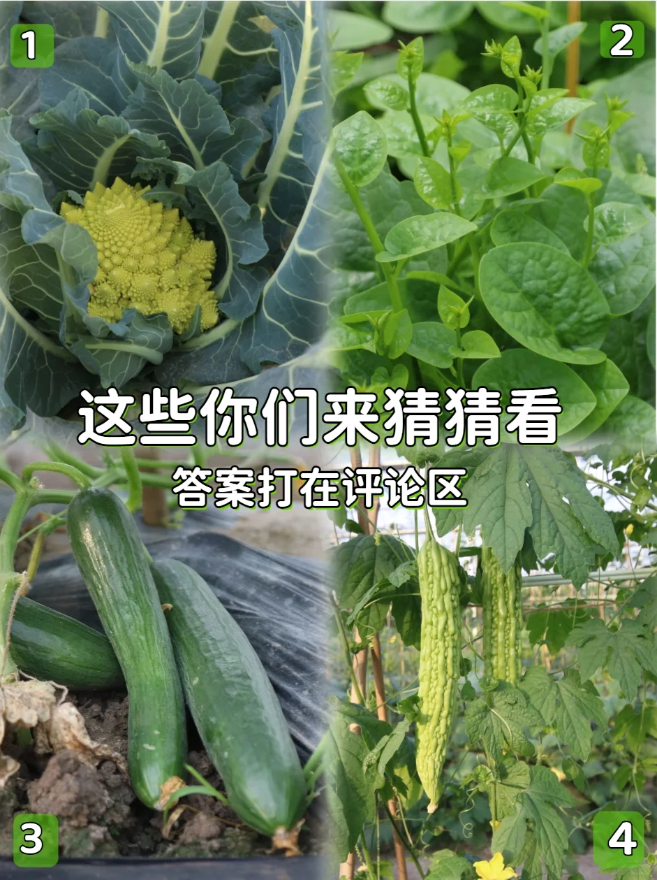 自然课堂︳你家孩子能区分哪些农作物？