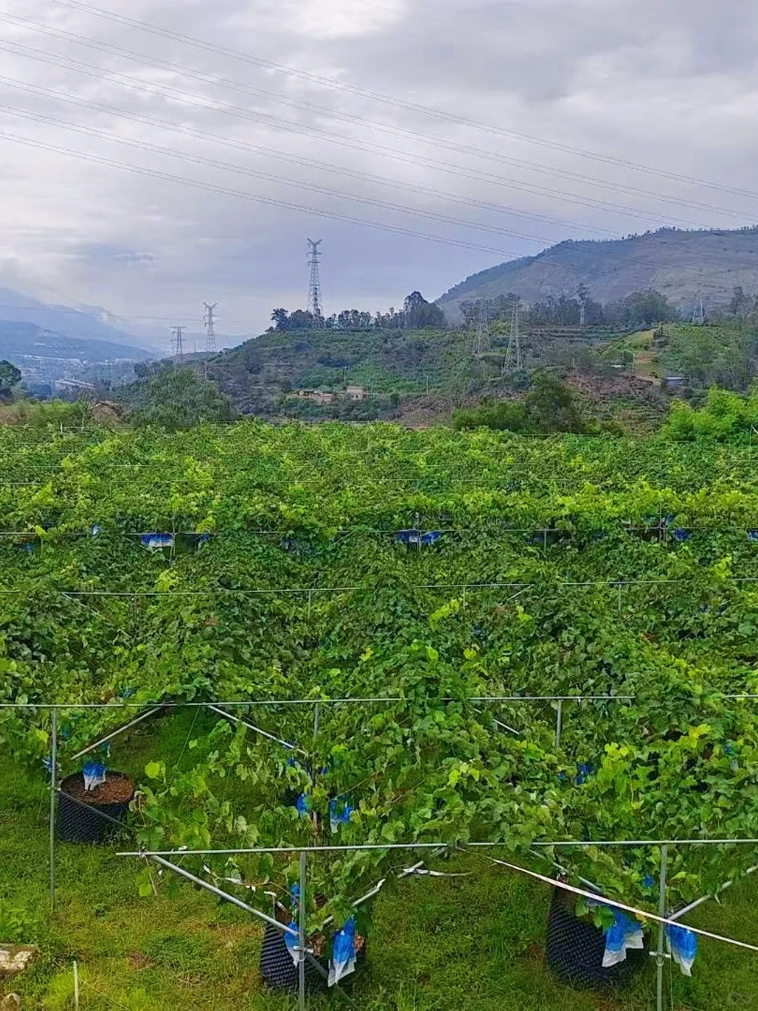 山沟沟里，有一亩葡萄园
