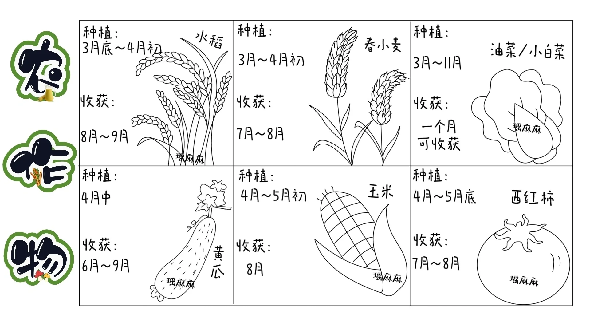 农作物手抄报