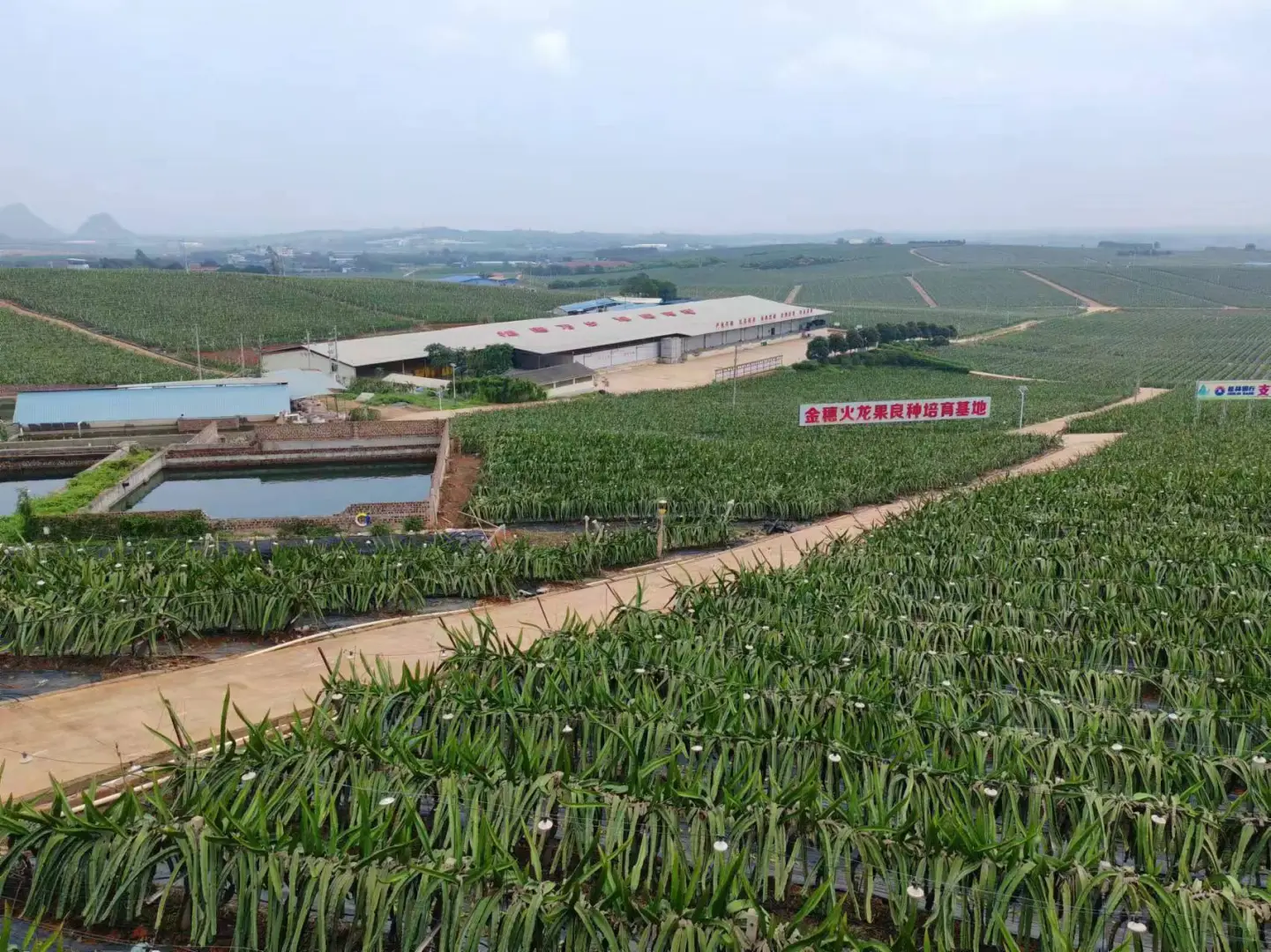 在蜜雪总部当卧底的一天