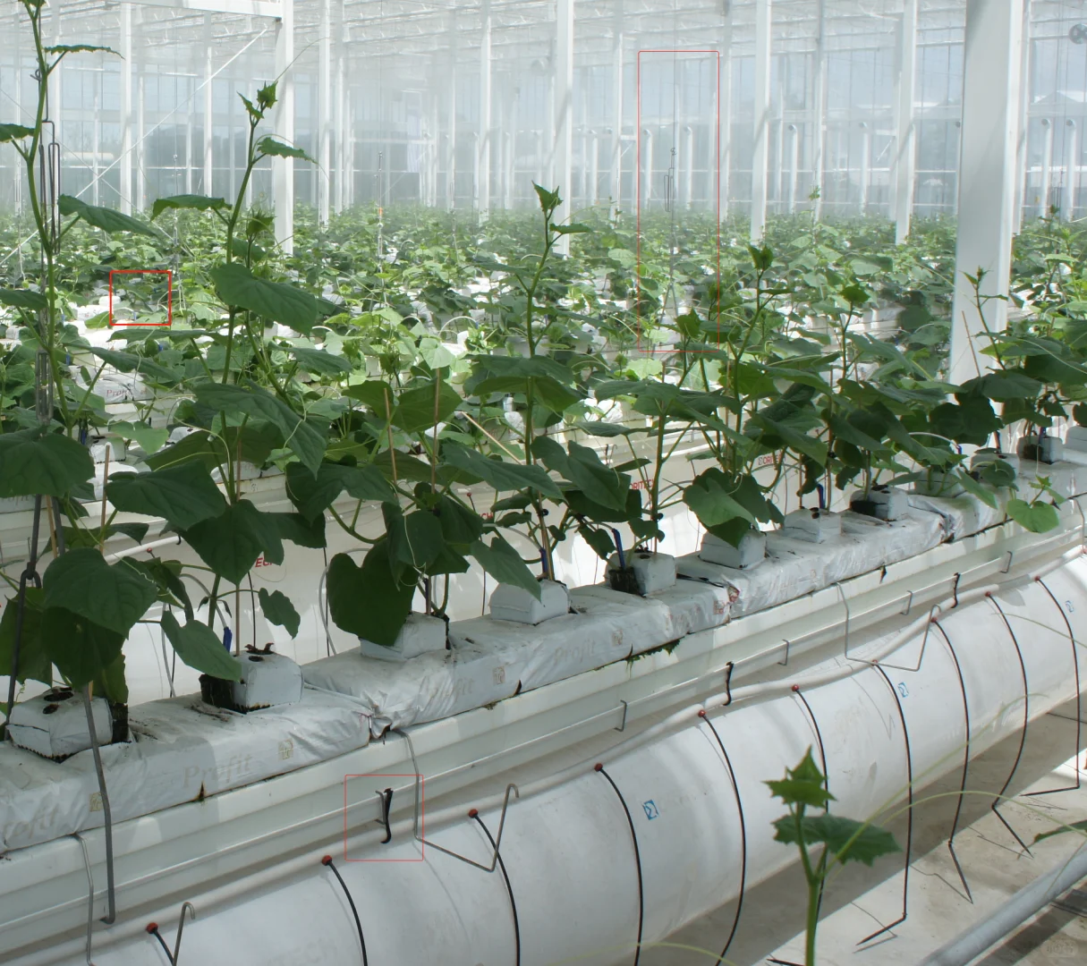 荷兰进口滴灌管 是这么干的