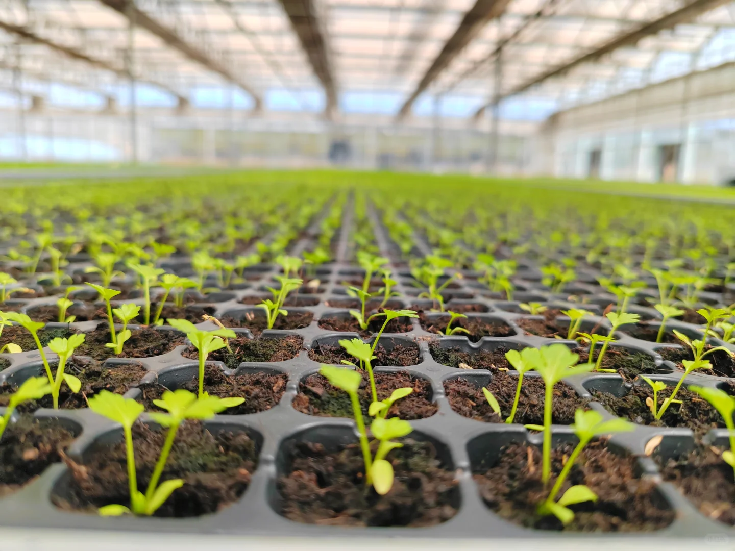 智能温室工厂化育苗