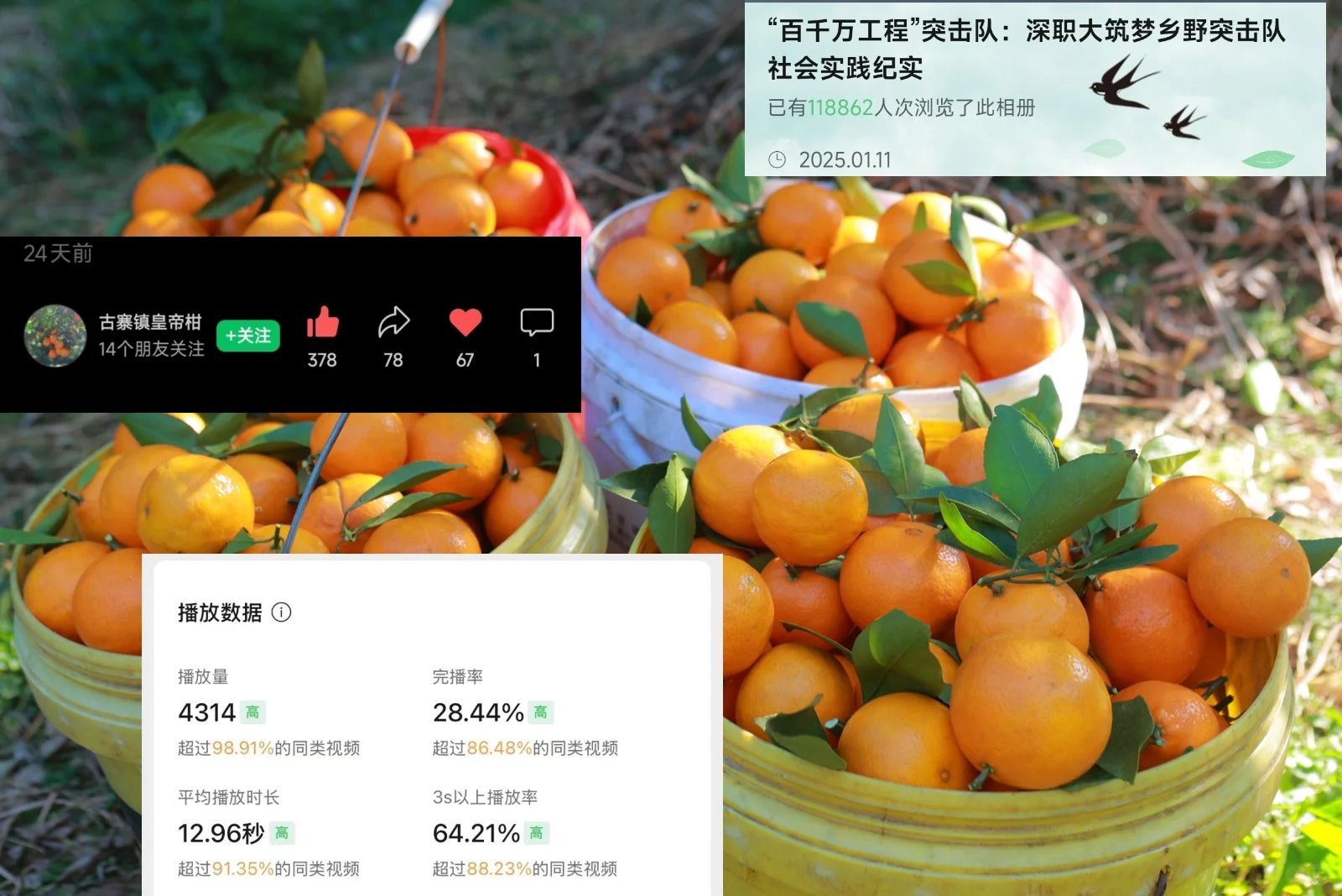 ? 直播助农，1小时卖出400斤皇帝柑！