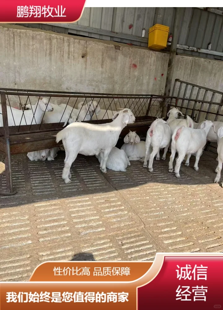 鹏翔牧业羊羔