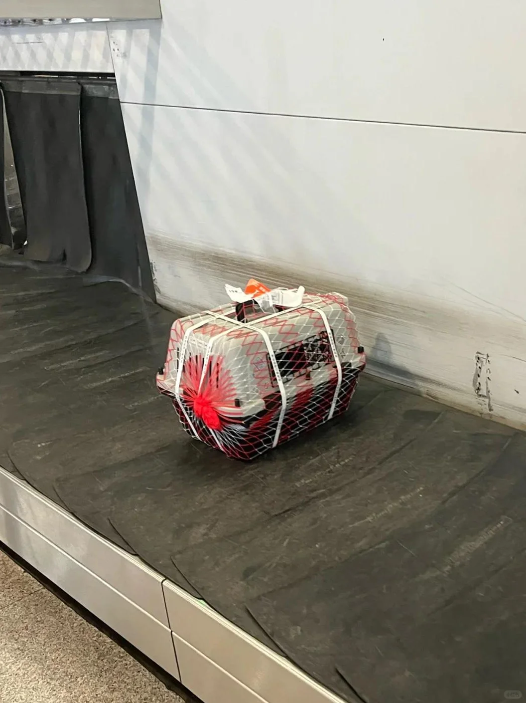 吕梁宠物托运运输-宠物单独空运陆运