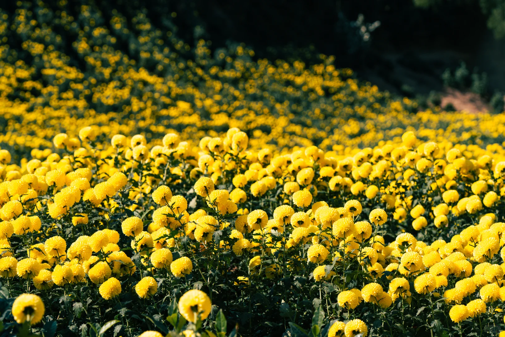 为什么非要去皖南，皖南到底有谁在啊？！