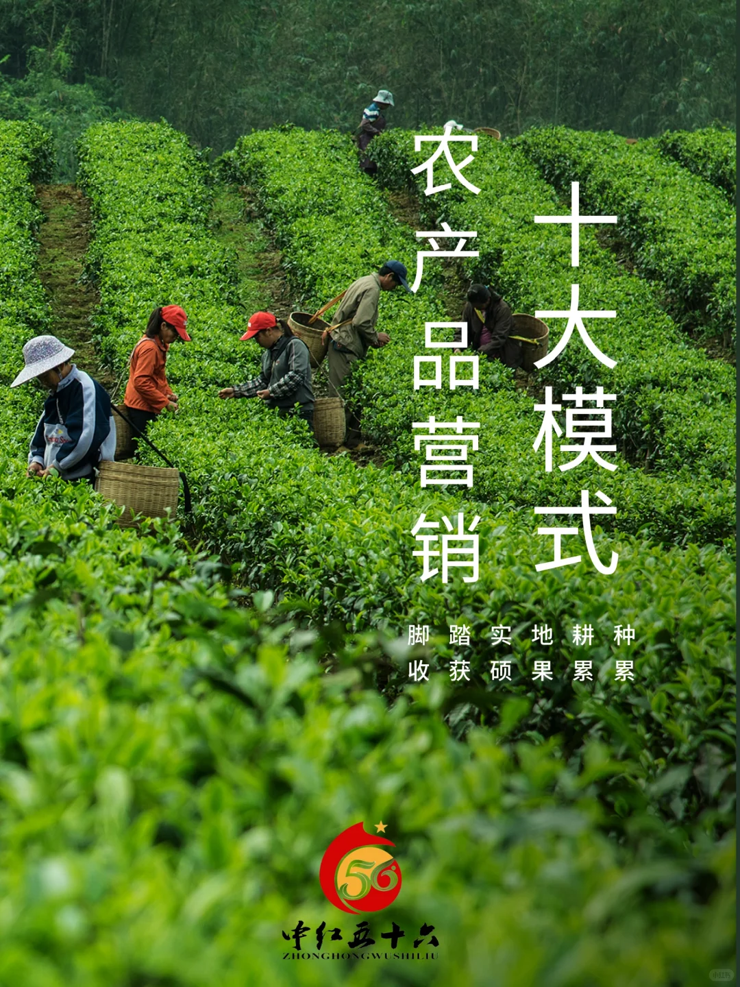 一文读懂农产品十大营销模式！