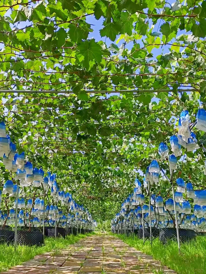 山沟沟里，有一亩葡萄园