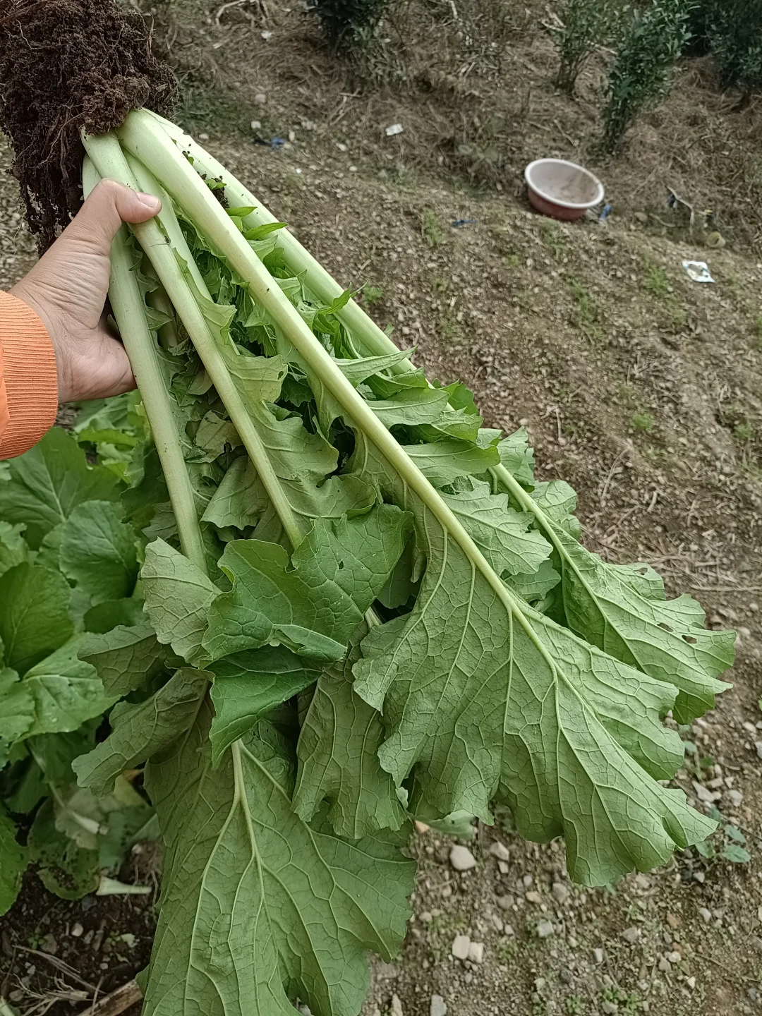 买种子送的快菜种子种出了超级大颗的菜