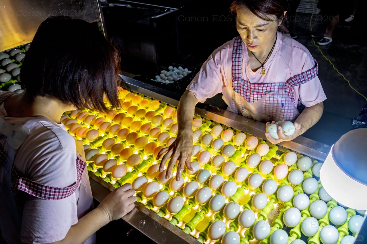 滑县牛屯镇：小鸭蛋做成大产业丨河南安阳