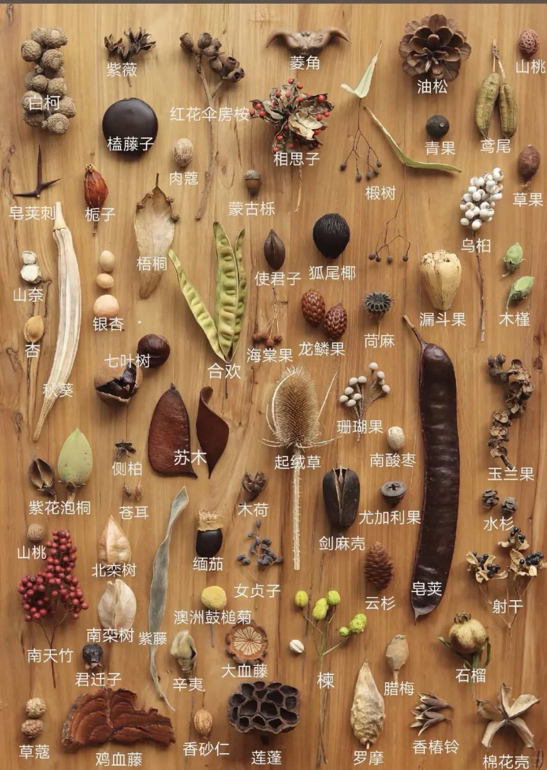 常见干果种类