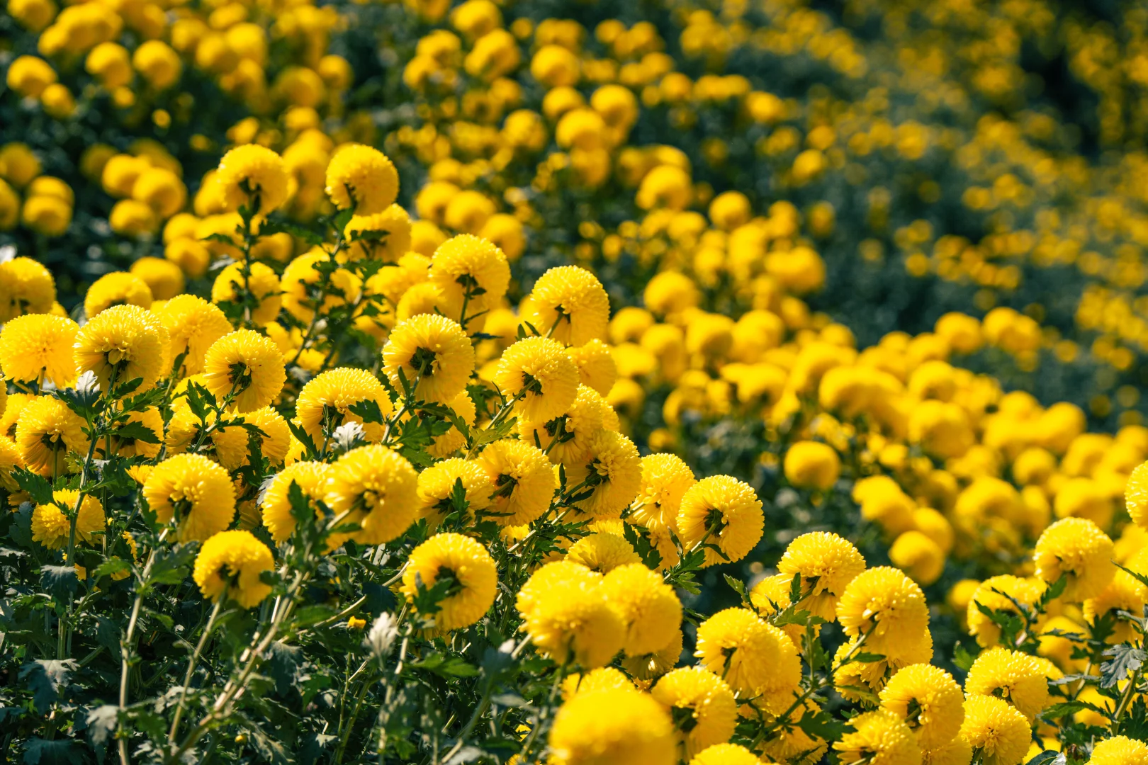 橫心岭:不是花中偏爱菊，此花开尽更无花