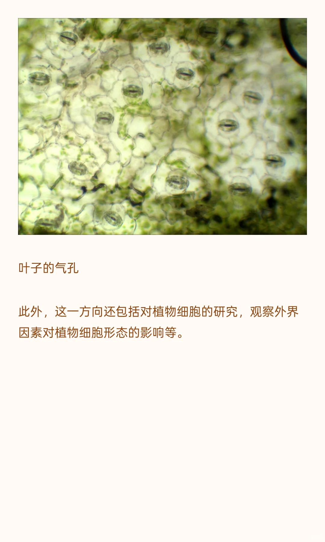 植物学研究用什么显微镜？