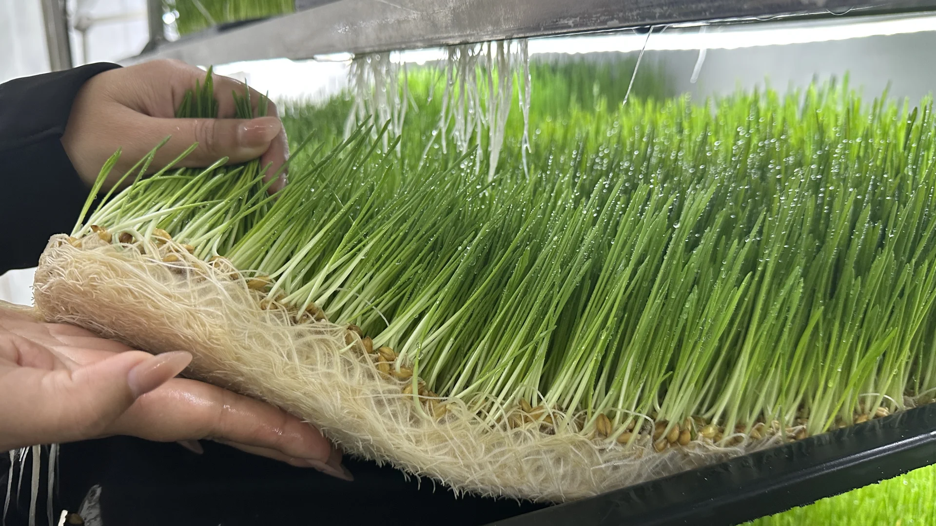 揭秘水培牧草设备如何颠覆传统养殖