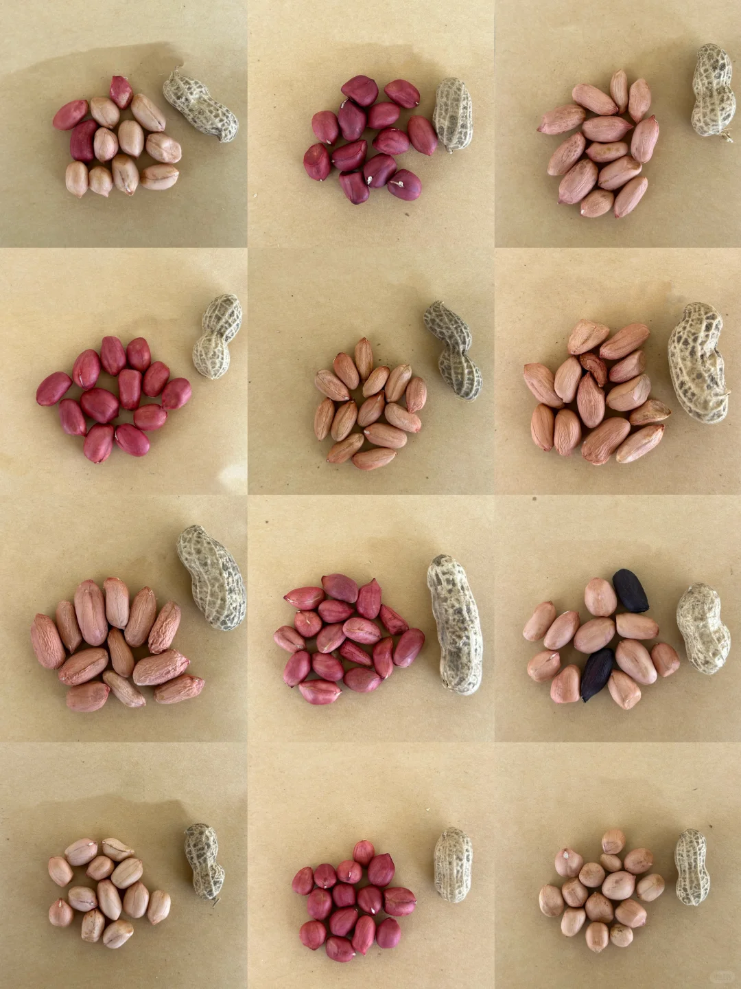 你见过这么多花生品种吗?