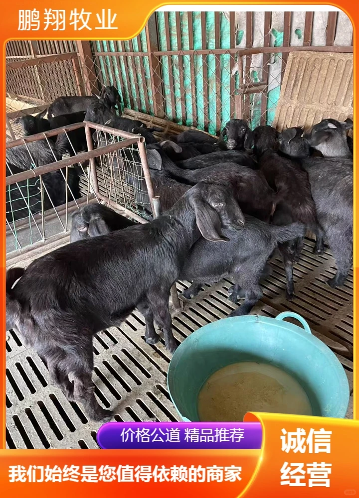 鹏翔牧业母羊