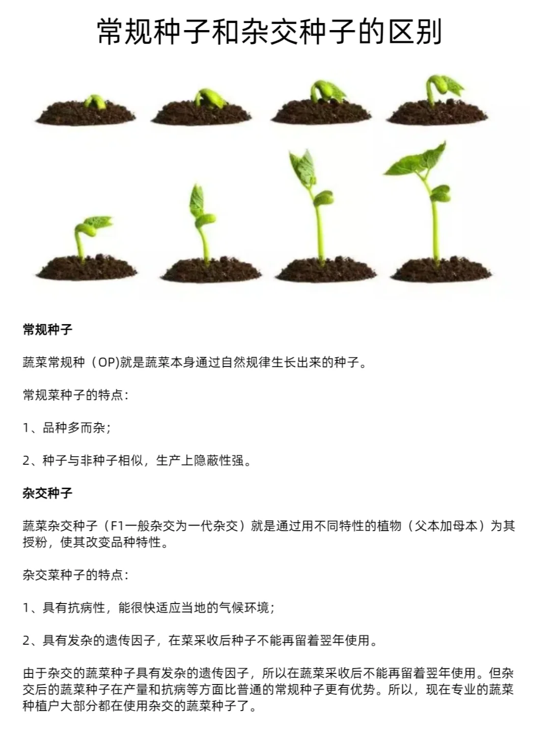 蔬菜种子种植